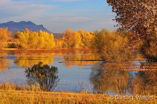 Bosque del Apache_73496.jpg - Photographed in the Bosque del Apache National Wildlife Refuge near San Antonio, New Mexico USA. 